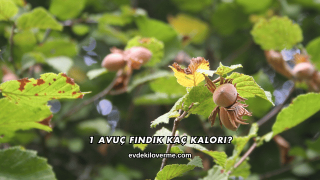 1 Avuç Fındık Kaç Kalori?