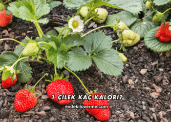 1 Çilek Kaç Kalori?