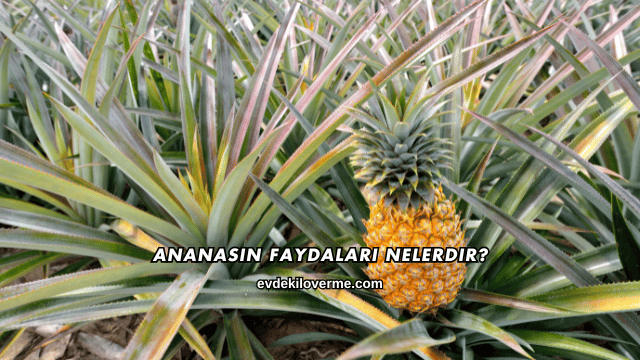 Ananasın Faydaları Nelerdir?