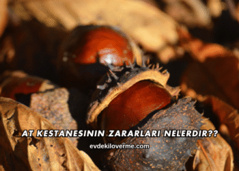 At Kestanesinin Zararları Nelerdir?