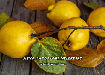 Ayva Faydaları Nelerdir?