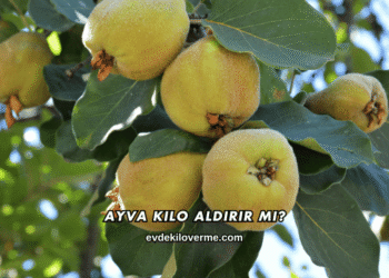Ayva Kilo Aldırır mı?