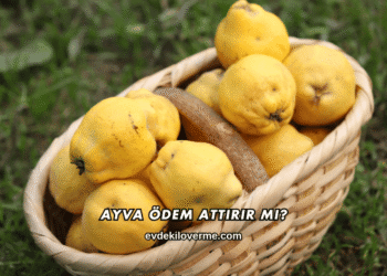 Ayva Ödem Attırır mı?