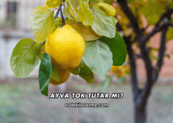 Ayva Tok Tutar mı?