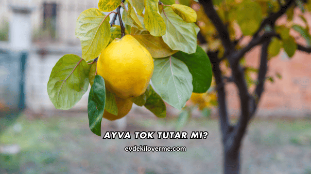 Ayva Tok Tutar mı?