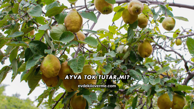 Ayva Tok Tutar mı?