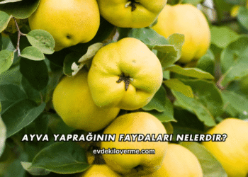 Ayva Yaprağının Faydaları Nelerdir?