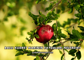 Ballı Kudret Narının Faydaları Nelerdir?