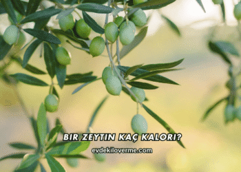 Bir Zeytin Kaç Kalori?