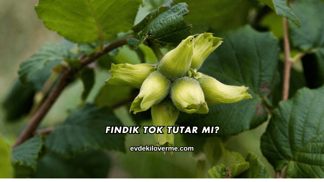 Fındık Tok Tutar mı?