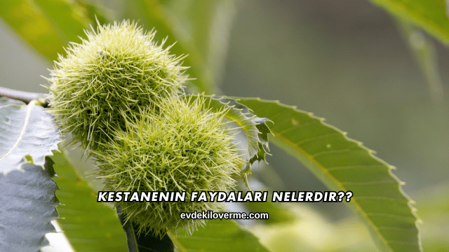 Kestanenin Faydaları Nelerdir?