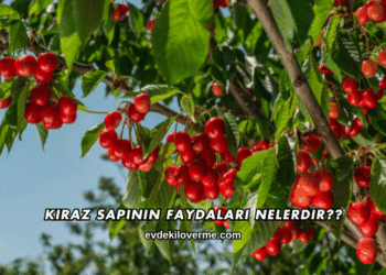 Kiraz Sapının Faydaları Nelerdir?