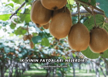 Kivinin Faydaları Nelerdir?