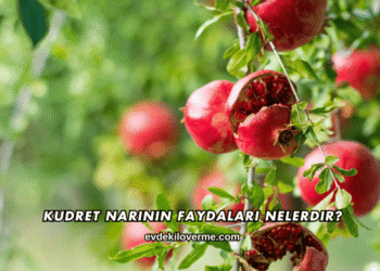 Kudret Narının Faydaları Nelerdir?