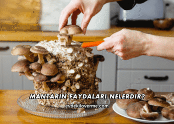 Mantarın Faydaları Nelerdir?