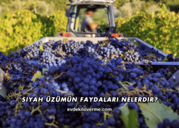 Siyah Üzümün Faydaları Nelerdir?