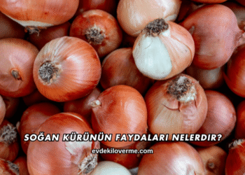 Soğan Kürünün Faydaları Nelerdir?