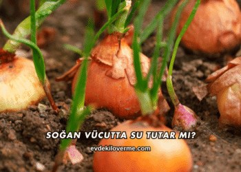 Soğan Vücutta Su Tutar mı?