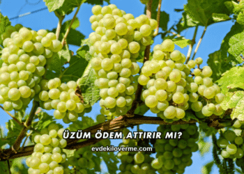 Üzüm Ödem Attırır mı?