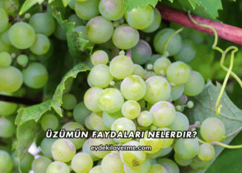 Üzümün Faydaları Nelerdir?