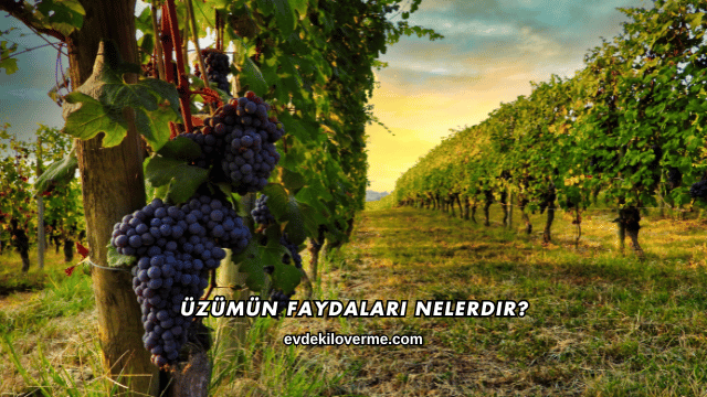 Üzümün Faydaları Nelerdir?