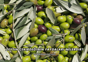 Zeytin Çekirdeğinin Faydaları Nelerdir?