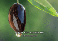 Zeytin Kilo Aldırır mı?