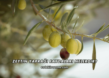 Zeytin Yaprağı Faydaları Nelerdir?