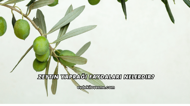 Zeytin Yaprağı Faydaları Nelerdir?