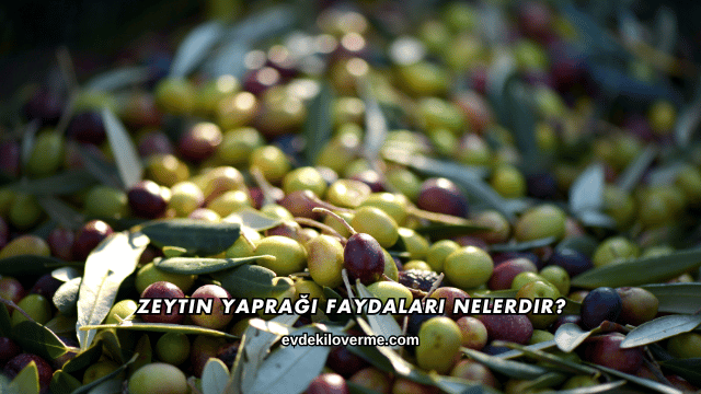 Zeytin Yaprağı Faydaları Nelerdir?