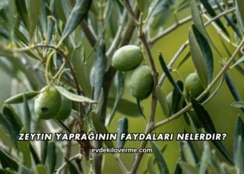 Zeytin Yaprağının Faydaları Nelerdir?
