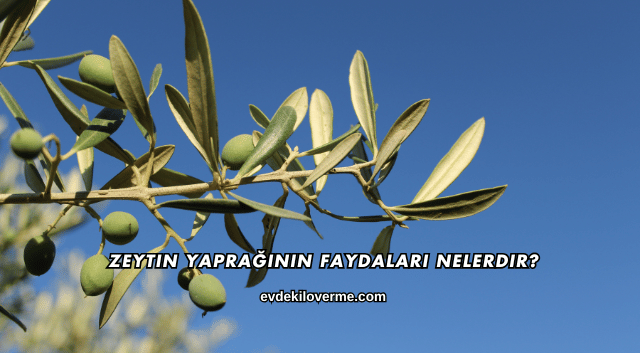 Zeytin Yaprağının Faydaları Nelerdir?