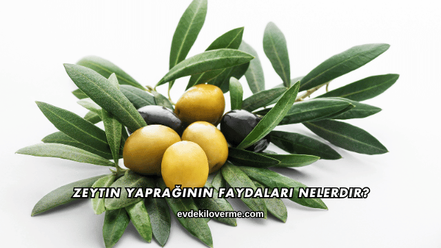 Zeytin Yaprağının Faydaları Nelerdir?
